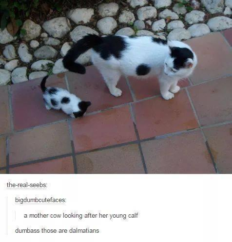 WholesomeMemes (@wholesomememe) on Twitter photo 