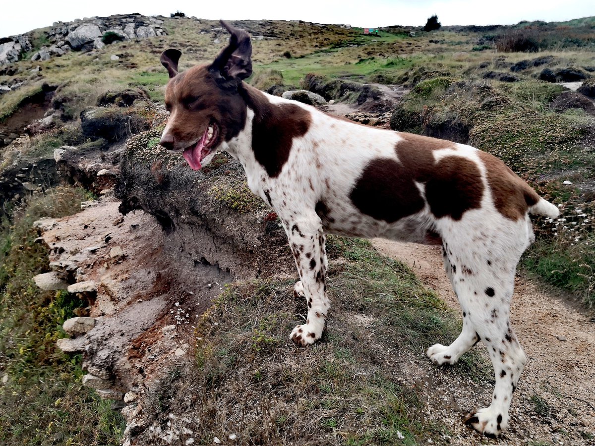 BareFoot_IOS's tweet photo. The #flapometer is reading quite high here in #Scilly this evening!
๐ฌ๏ธ
Thankfully no wet stuff yet, just one very happy bear. Who needs the #BeaufortScale when you have a #Spaniel!
#StaySafe๐ #SpanielsEars @KWTWeather #Windy #BlowingAHoolie @BBCWthrWatchers #Eysa https://t.co/pPmf0fP6yw