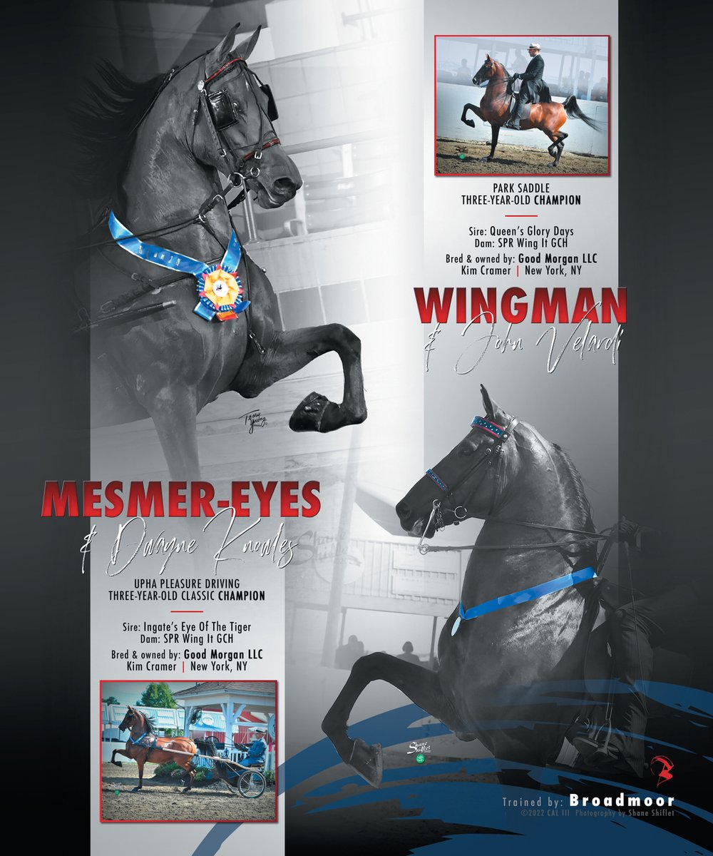 TNH1865's tweet photo. #nationalhorseman #johnvelardi #dwayneknowles #goodmorganllc #cramer #broadmoor #pleasuredriving #morganhorse https://t.co/lLb5aCHwqR