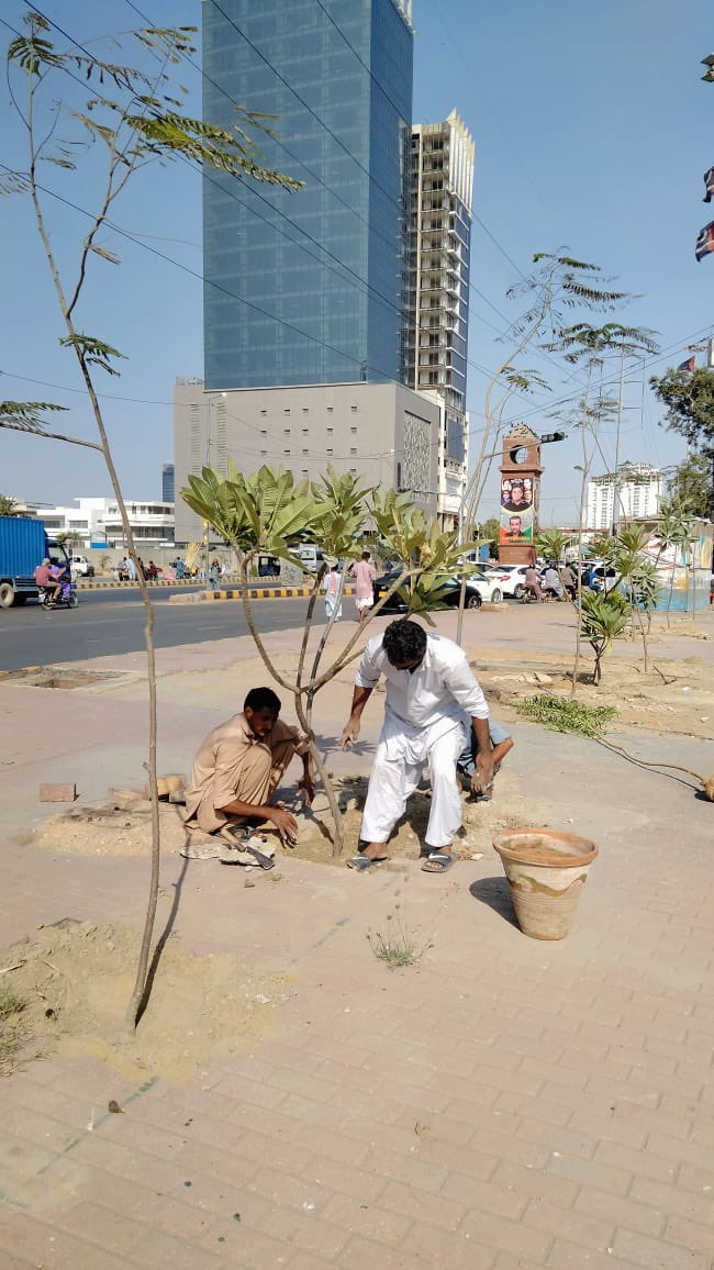 Murtaza Wahab Siddiqui on Twitter "Gul Muhar & Champa trees are being