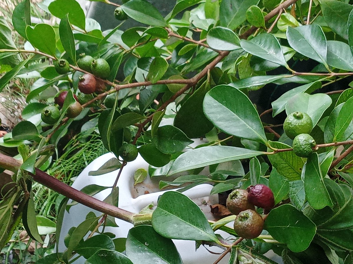 gardenjoan's tweet photo. This year strawberry guavas (psidium cattleyanum) has been one winner from the hot dry weather. It flowered and set fruits continuously till early September and we have been harvesting since early August. The fruits are extra sweet and fragrant compared to previous years https://t.co/RHbpMaGbZ8