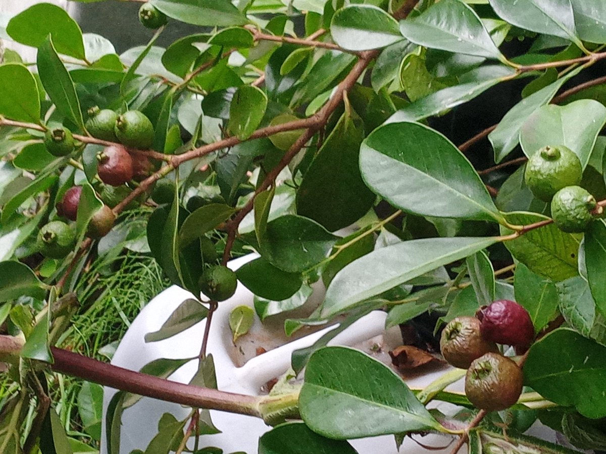 gardenjoan's tweet photo. This year strawberry guavas (psidium cattleyanum) has been one winner from the hot dry weather. It flowered and set fruits continuously till early September and we have been harvesting since early August. The fruits are extra sweet and fragrant compared to previous years https://t.co/RHbpMaGbZ8