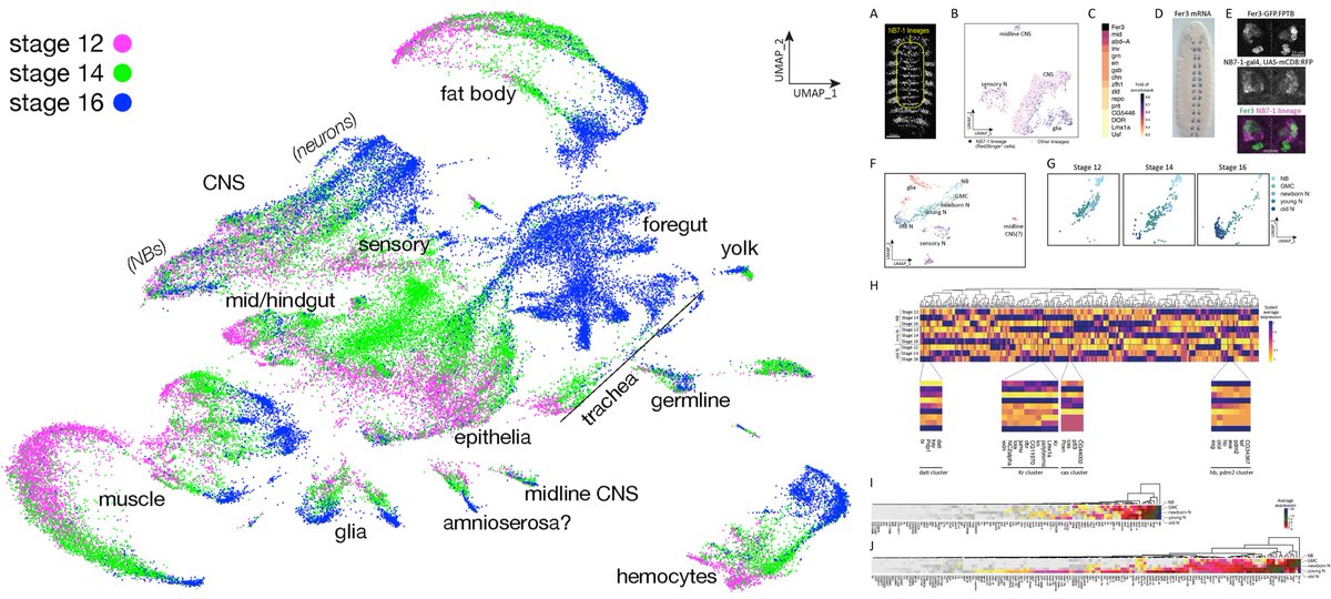 Dev_Bio_Journal's tweet photo. #DBfeature #Drosophila🪰

Transcriptional profiling from whole embryos to single neuroblast lineages in Drosophila
by Austin Seroka, Sen-Lin Lai, Chris Doe @austinseroka1

Single-cell RNAseq of stage 12, 14, 16 embryos

https://t.co/204HhBdX8n https://t.co/ZcwU2OT2eX