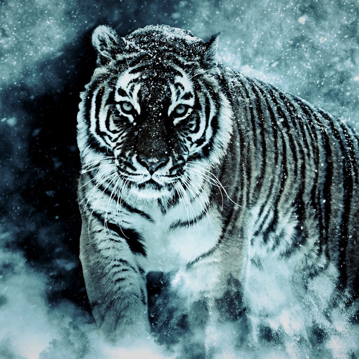 ArcticMega's tweet photo. My new single Siberian Tiger will drop on October 14!

It is special and personal to me, since the lyrics deal with a very difficult time of my life when I was torn down to pieces.

Expect a dark, techno-infused cyberpunk song with industrial metal vibes! https://t.co/ShMjRsTtRh