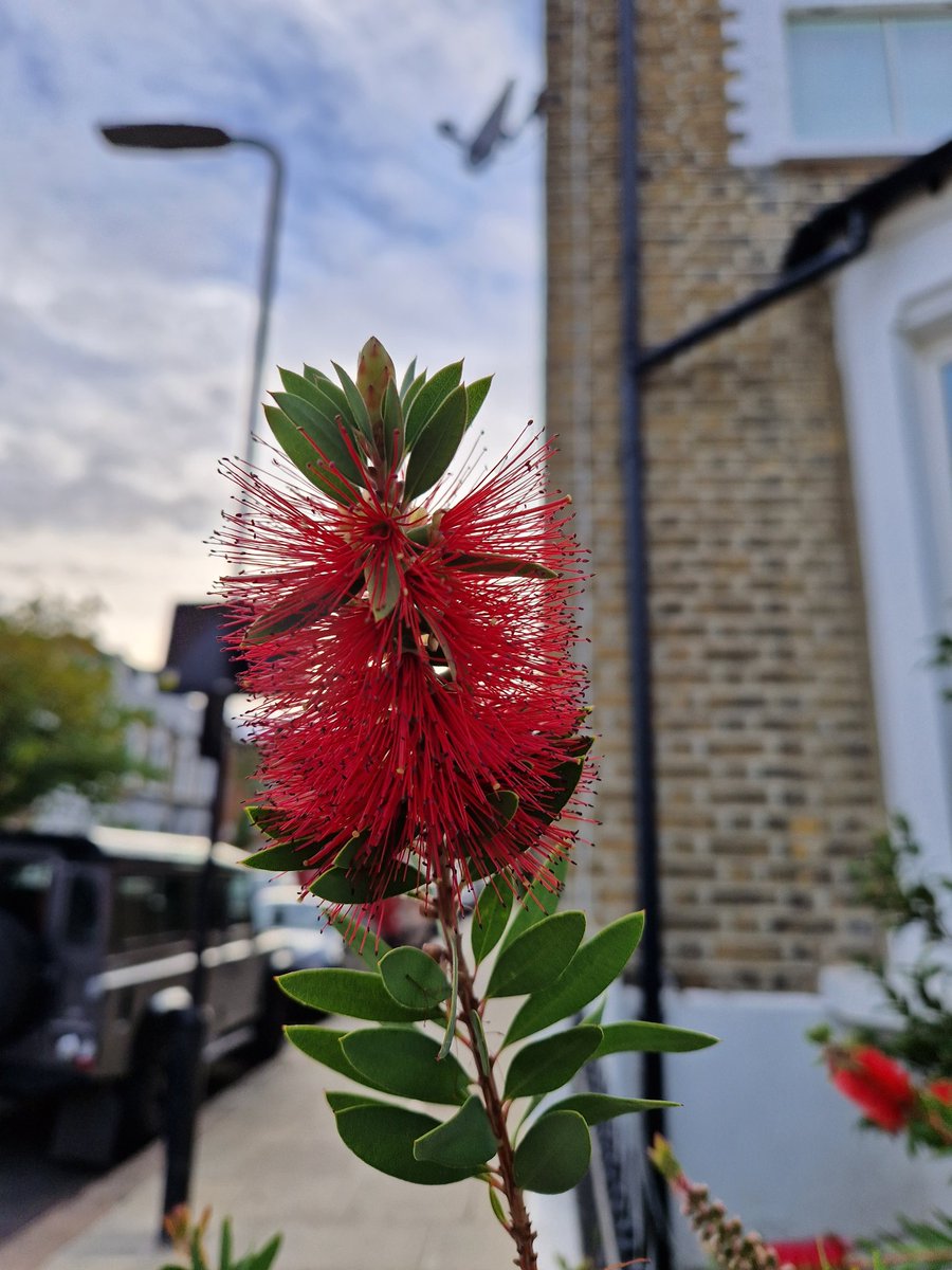 gerrievannoord's tweet photo. late #dailyalllowance past the #westreservoir and this #bottlebrush that is on least its #thirdwind https://t.co/h5Ncii01Mv