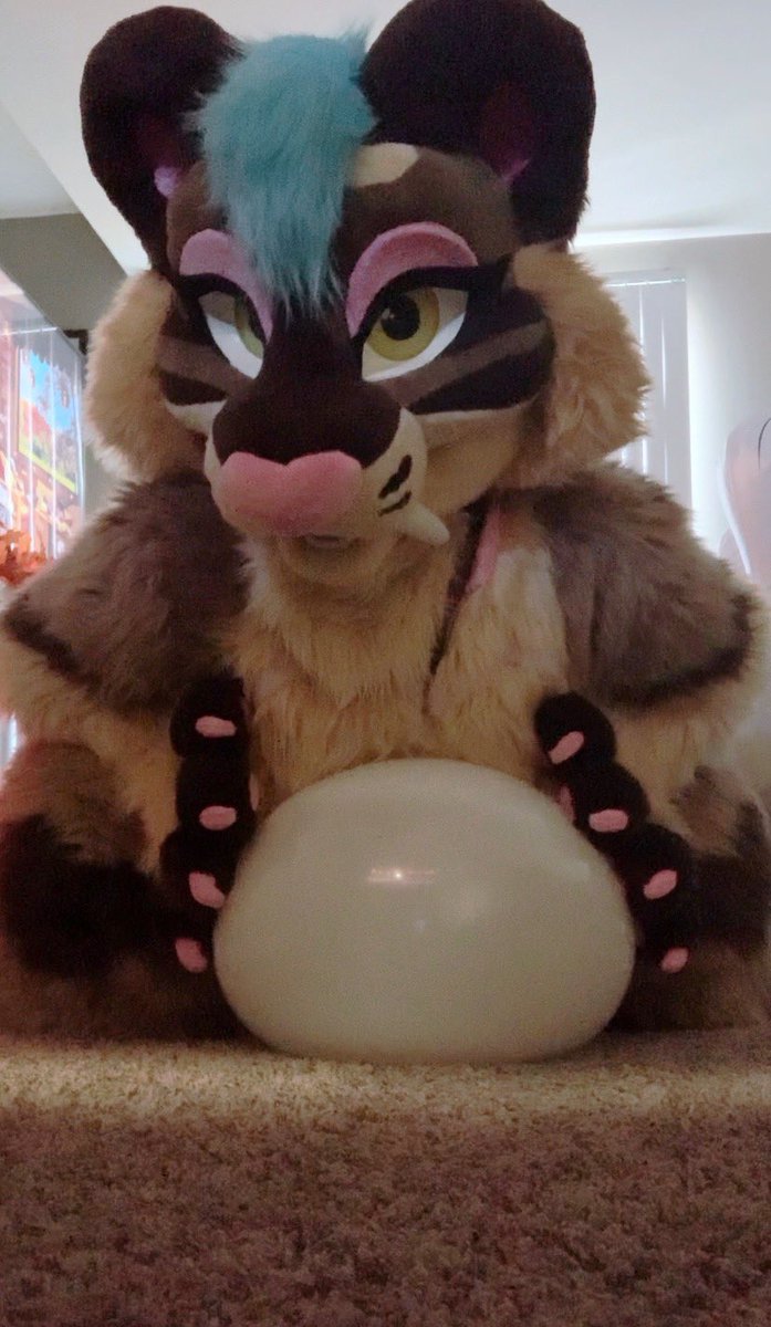 SaberHoneybee's tweet photo. One of my favorite little loons got some playtime in yesterday, gosh I love these squeaky guys! 🥺💕 #balloon #balloons #looner #nonpop #furry #fursuit #balloonkink https://t.co/VaayGAmcpS