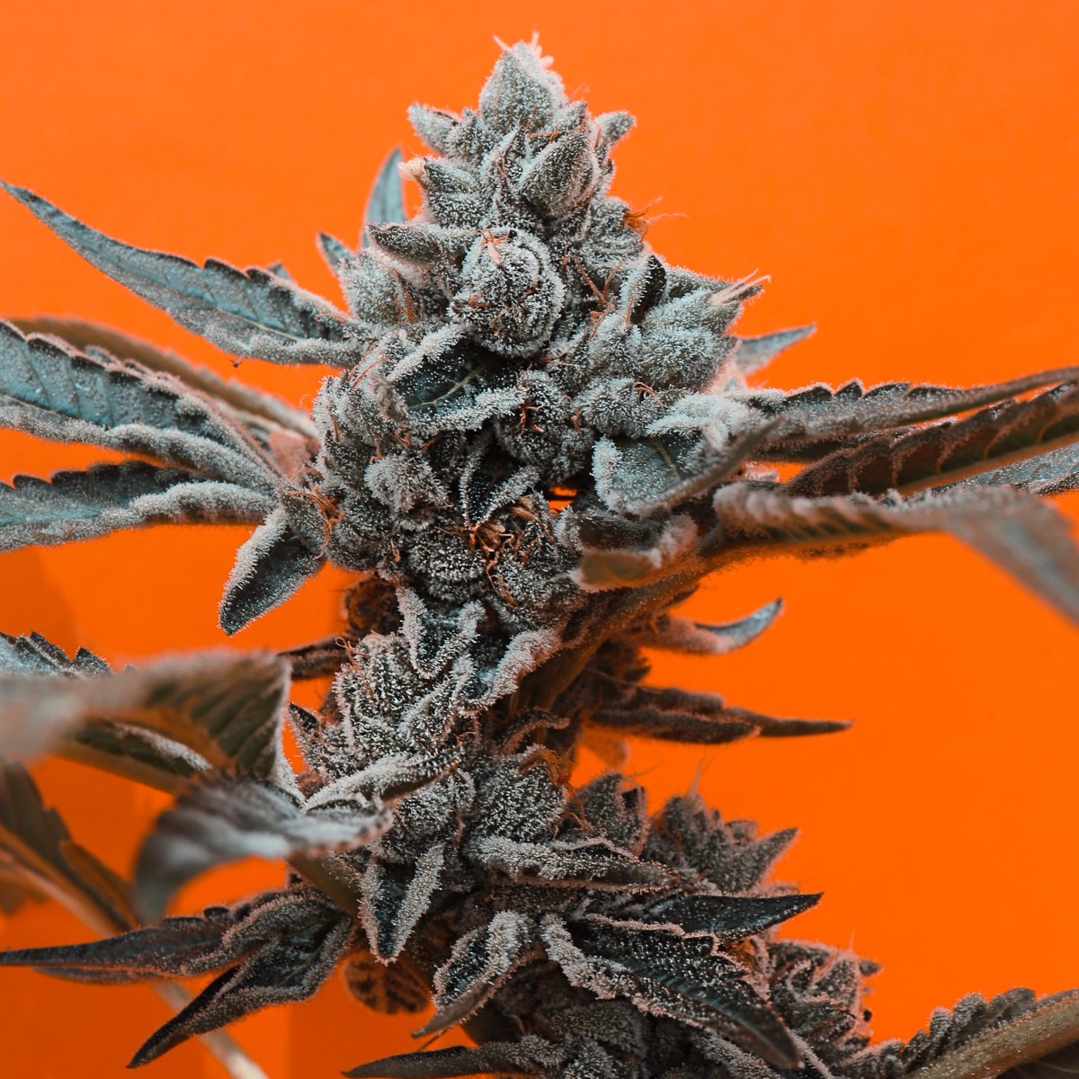 Glass House Farms tweet media