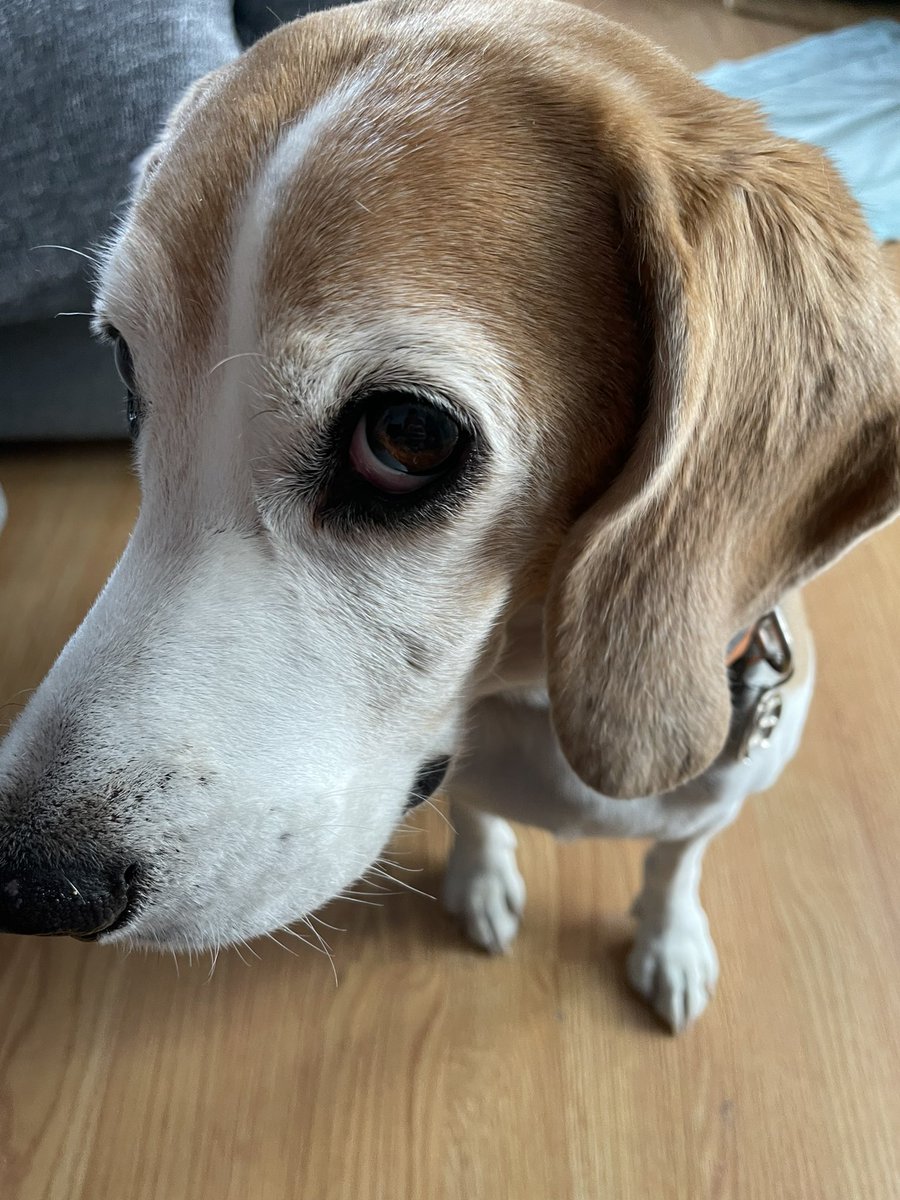 marvinsequera's tweet photo. @Snoopy This is my girl, my friend and my daily companion https://t.co/pS4M4TZCUx