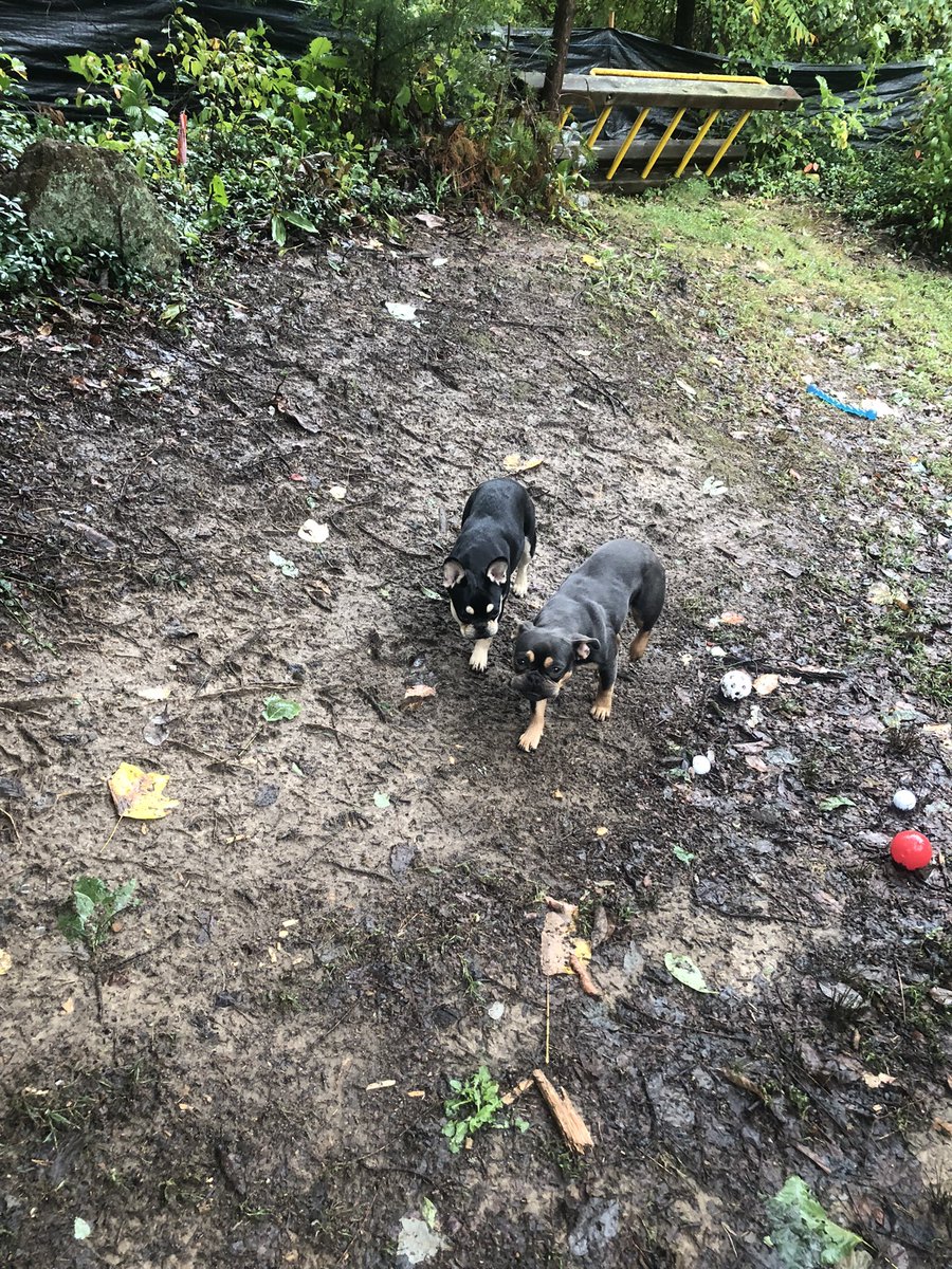 BaysideFrenchie's tweet photo. Rain, rain, go away! #RainyDay #frenchbulldog https://t.co/qYR8GVeGyU