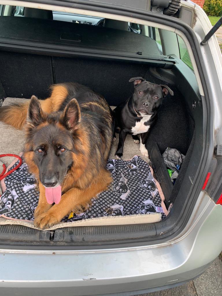 LisaJHammond2's tweet photo. @AldiUK Maxy moo moo fluffy bum bum gorgeous face and Sally Cinnamon Chops the 1st! Max and Sally for short! 🐾❤️🐾❤️x https://t.co/IQVqCS96dy