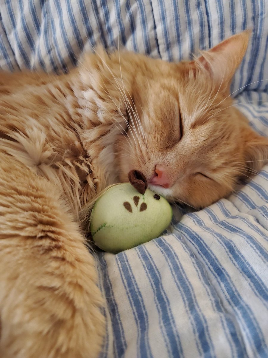 Bethanyyjane96's tweet photo. Anyways here are both of my sleepy children https://t.co/d4nkplwOKn