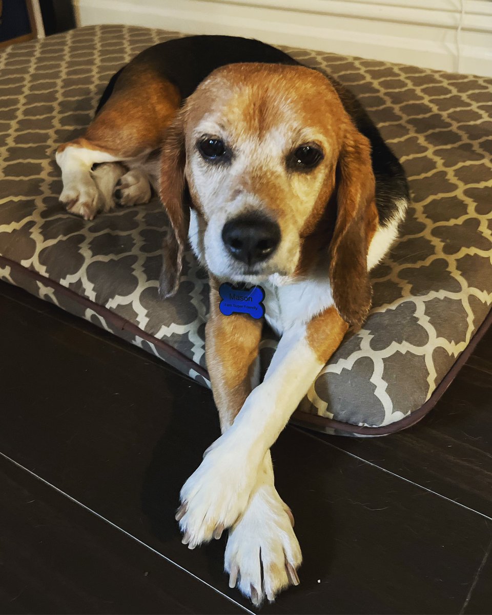 MillietheWB's tweet photo. “Reagle Freagle Beagle”  #reagle #freagle #beagle #reaglebeagle #freaglebeagle https://t.co/wbUek535cm