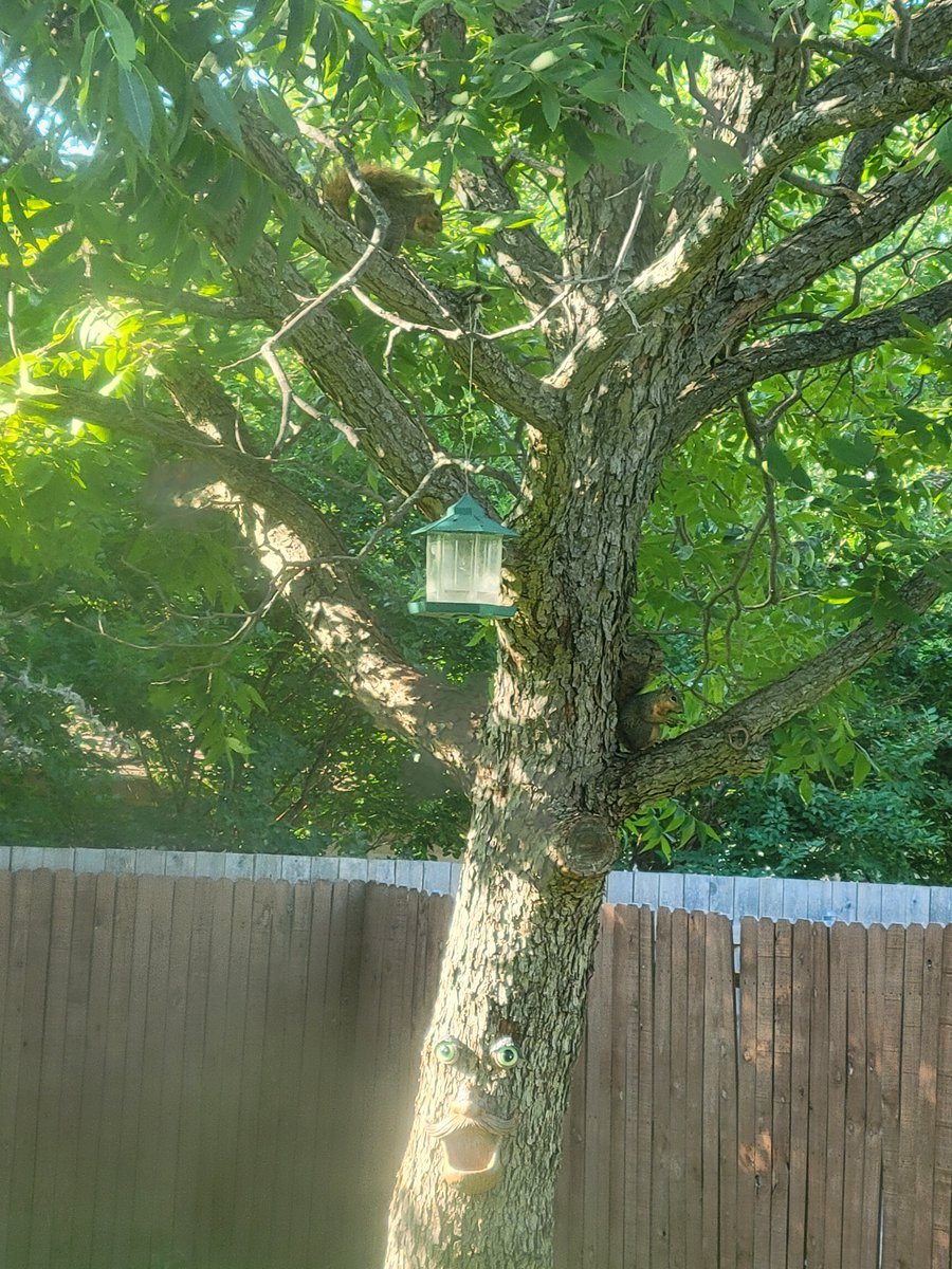 DualFiresAuthor's tweet photo. If you've been wondering what I've been doing with my financial windfall since releasing my novel: I bought my tree a face!
(The face is a bird feeder if that wasn't obvious ha)

And the squirrels love eating our pecans before we get the chance!

https://t.co/kfdg329dZj https://t.co/oX43z3tpST