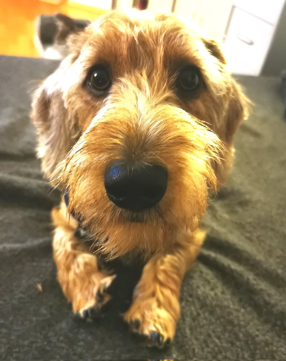 HappyDackel's tweet photo. Den Dackelblick kann ich doch ganz prima, oder? https://t.co/raQTMFqC3c