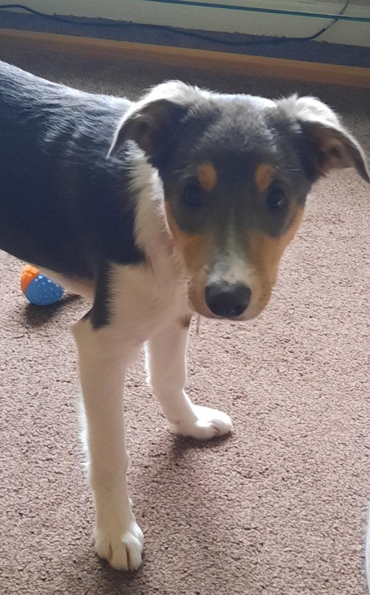 CarolDillon29's tweet image. Wouldn't do a tongue out so here is Tess "staring at the camera Tuesday" #dogsoftwitter #stubbornpup