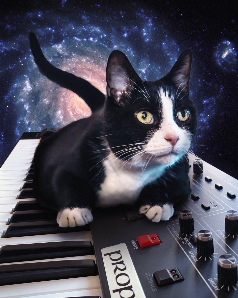 cats synths space tweet media
