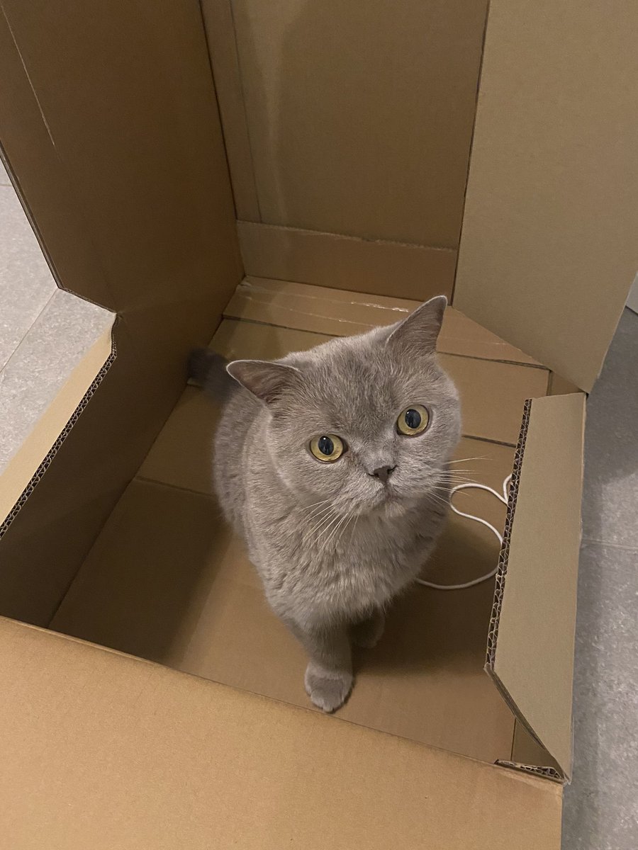 BalooClaude's tweet photo. Please can we keep the box just a bit longer? 📦 https://t.co/MrBMTlYcpR