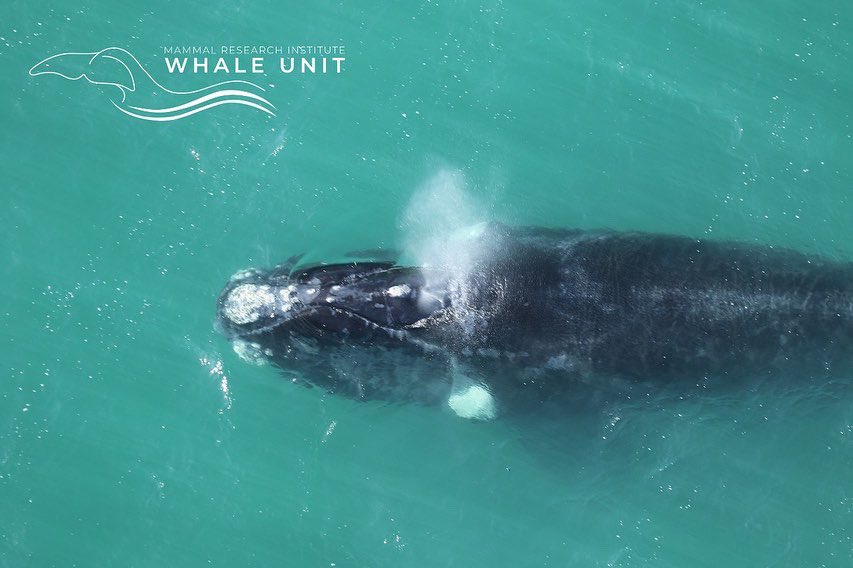 Another long day of flying today, from De Hoop Nature Reserve to Danger point. On this stretch we photographed 134 females with calves and 9 unaccompanied adults. Tomorrow we fly our final stretch from Walker Bay to Muizenberg. @wwfsouthafrica  @canonrsa <a href="/OrmsDirect/">Orms</a> <a href="/UPTuks/">University of Pretoria</a>