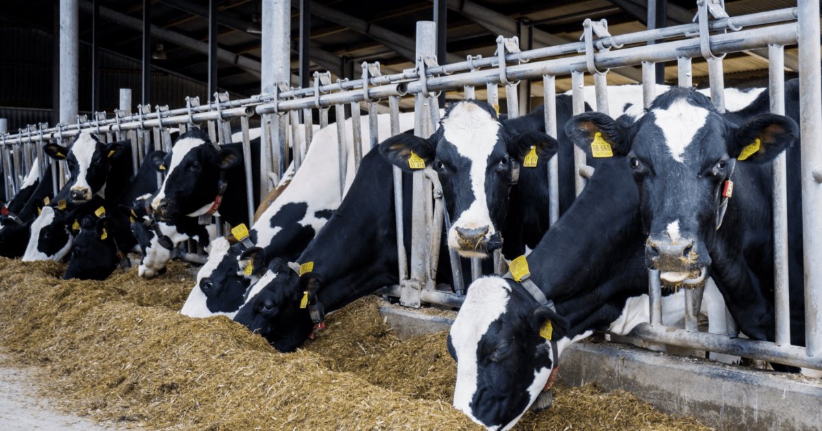 KazunguMireille's tweet photo. Thanks to livestock farmers who put important nutrients on our table. https://t.co/LIbPWfrvsR