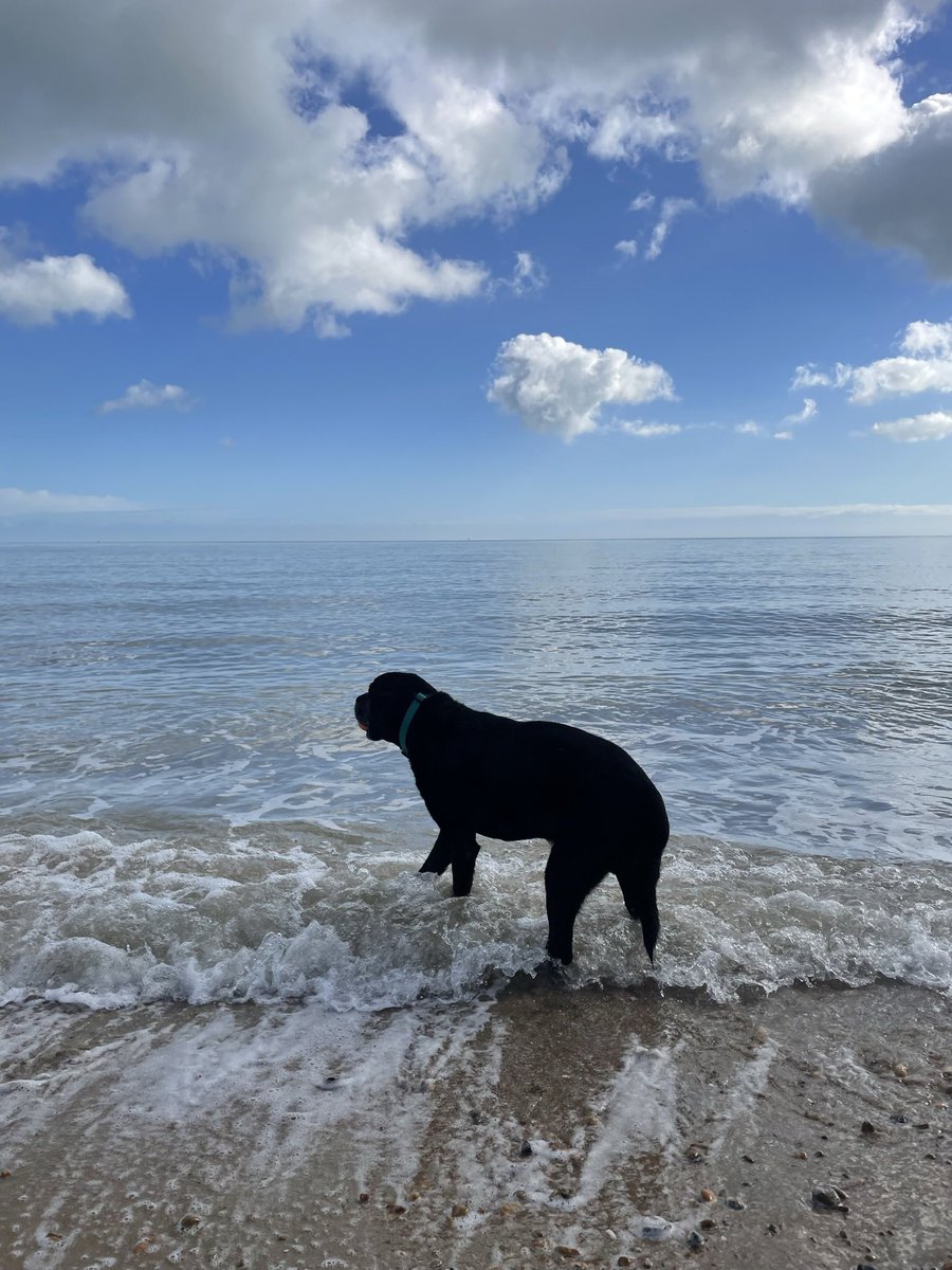 Dougal the Lab tweet media