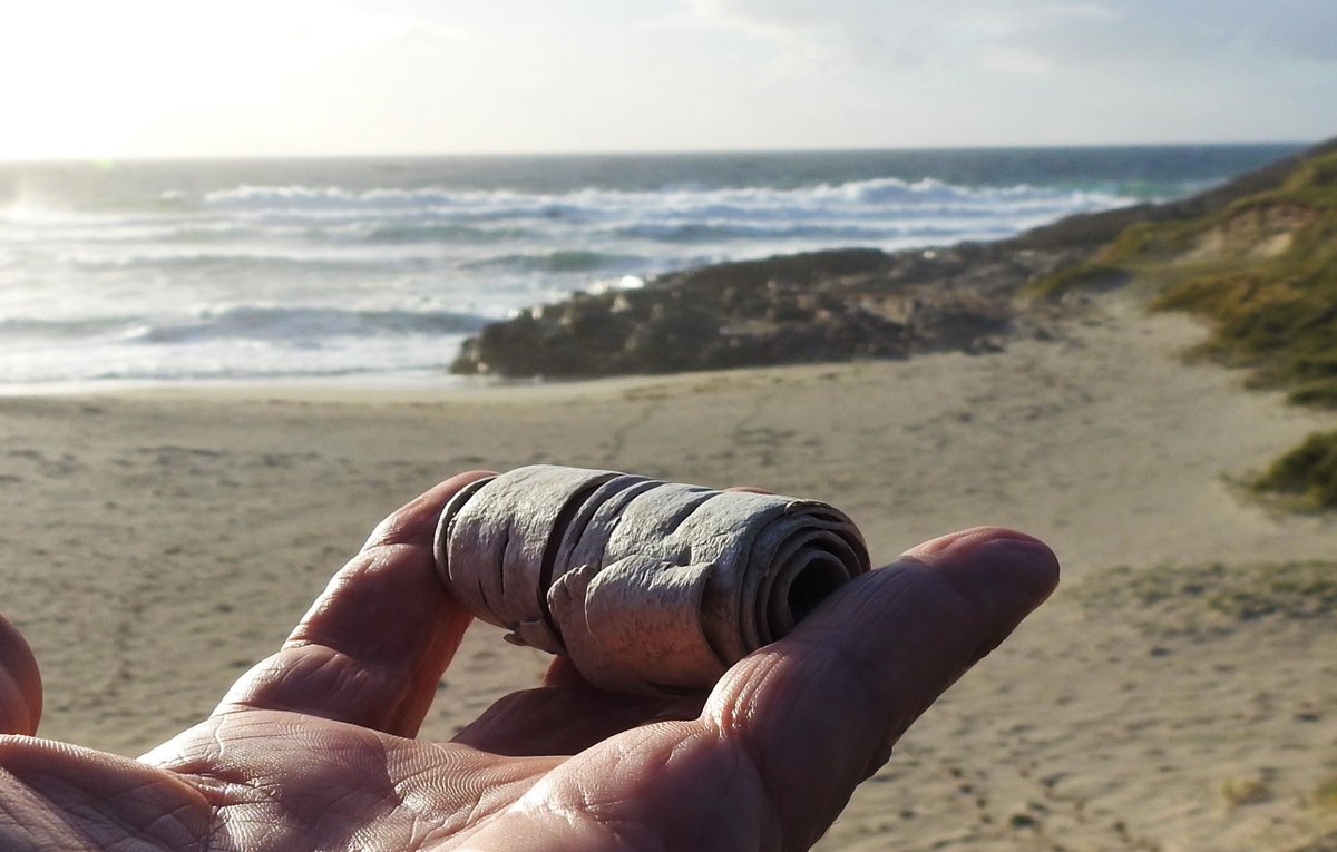 Gave it our best shot but failed to find any vireos, catharus, dendroica or other nearctic vagrants on Barra today. Only thing we saw from North American forests was this scroll of birch bark washed up on the beach. It was probably home to some of those birds when it was growing!