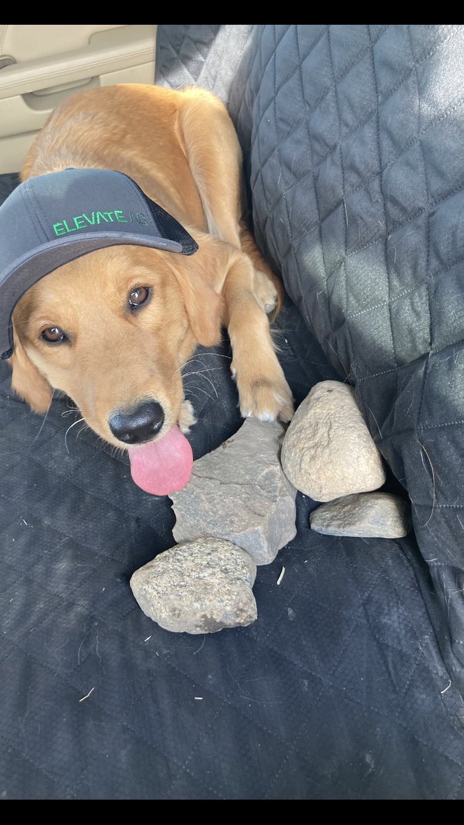 What are some benefits of soil sampling with Elevate Ag?

Well, it comes with free rock picking from Hazel. 

Reach out to chat about fall soil sampling. 
#dogswholoverocks #workingdogs #rockpicker #soilsampling #agronomy #elevateag