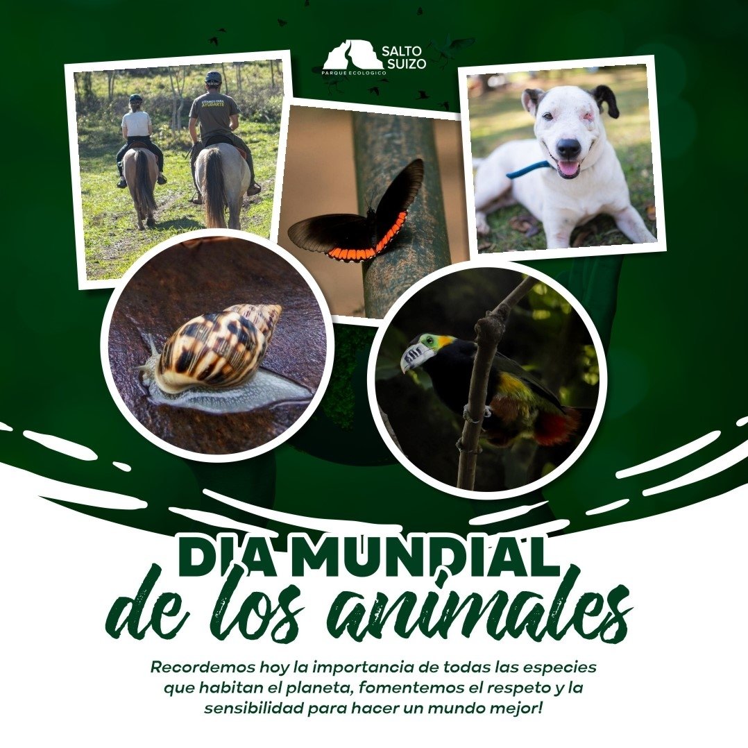 saltosuizo's tweet photo. Día Mundial de los Animales 🦋🐕‍🦺🦓

Es importante que respetemos el hábitat de los animales en vida salvaje para evitar la desaparición de las especies; así como controlar la tasa de animales en situación de calle en las zonas urbanas.
#DiaMundialDeLosAnimales #saltosuizo https://t.co/Jpmg6D0uy0