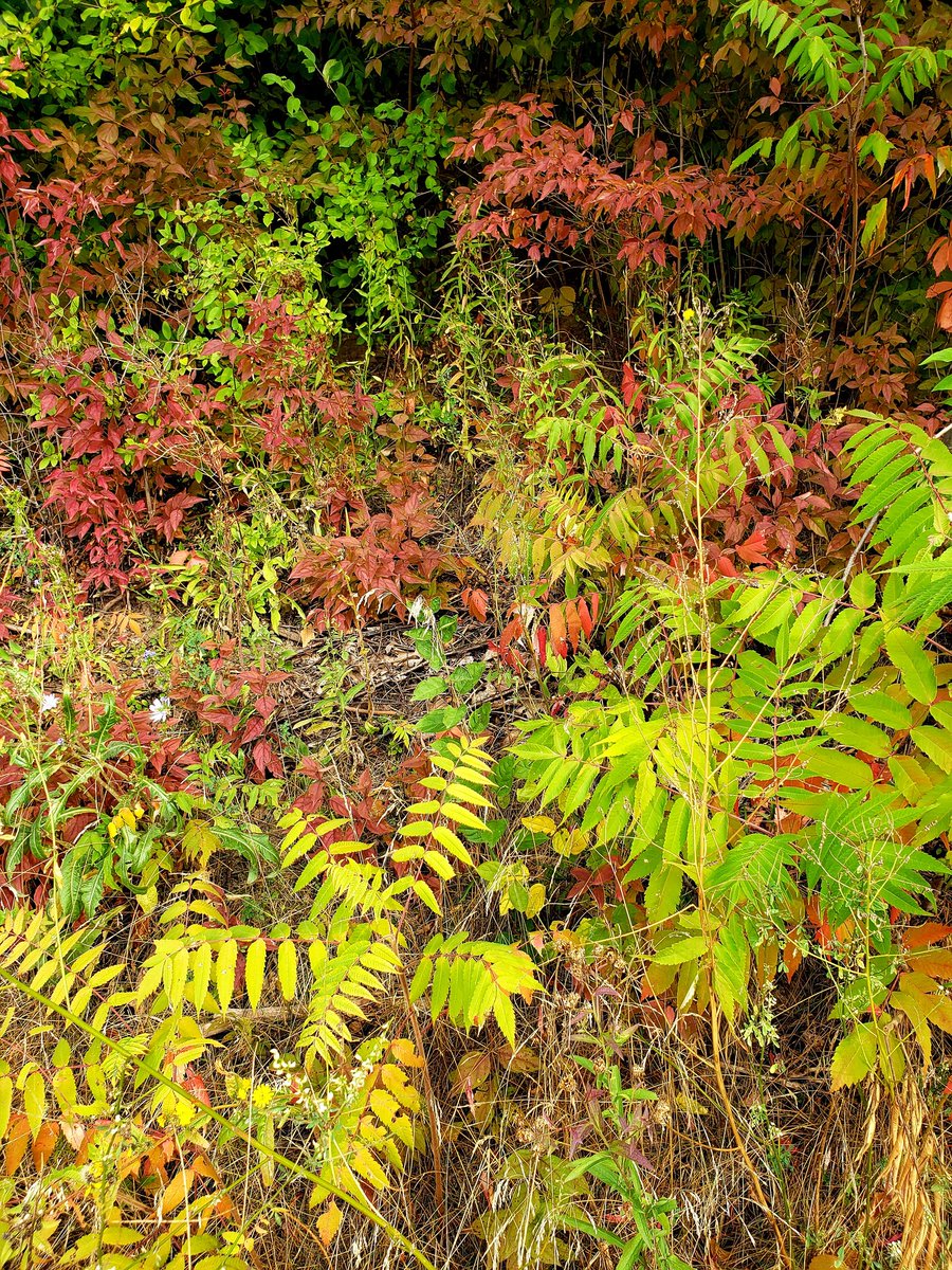marilynarcher28's tweet photo. #AutumnColours #TwitterNature 🍂
#StaySafeOutside #MaskIndoors #CovidIsNotOver #BringBackMasks
#TwitterNaturePhotography #canada https://t.co/RVga9qD0NG