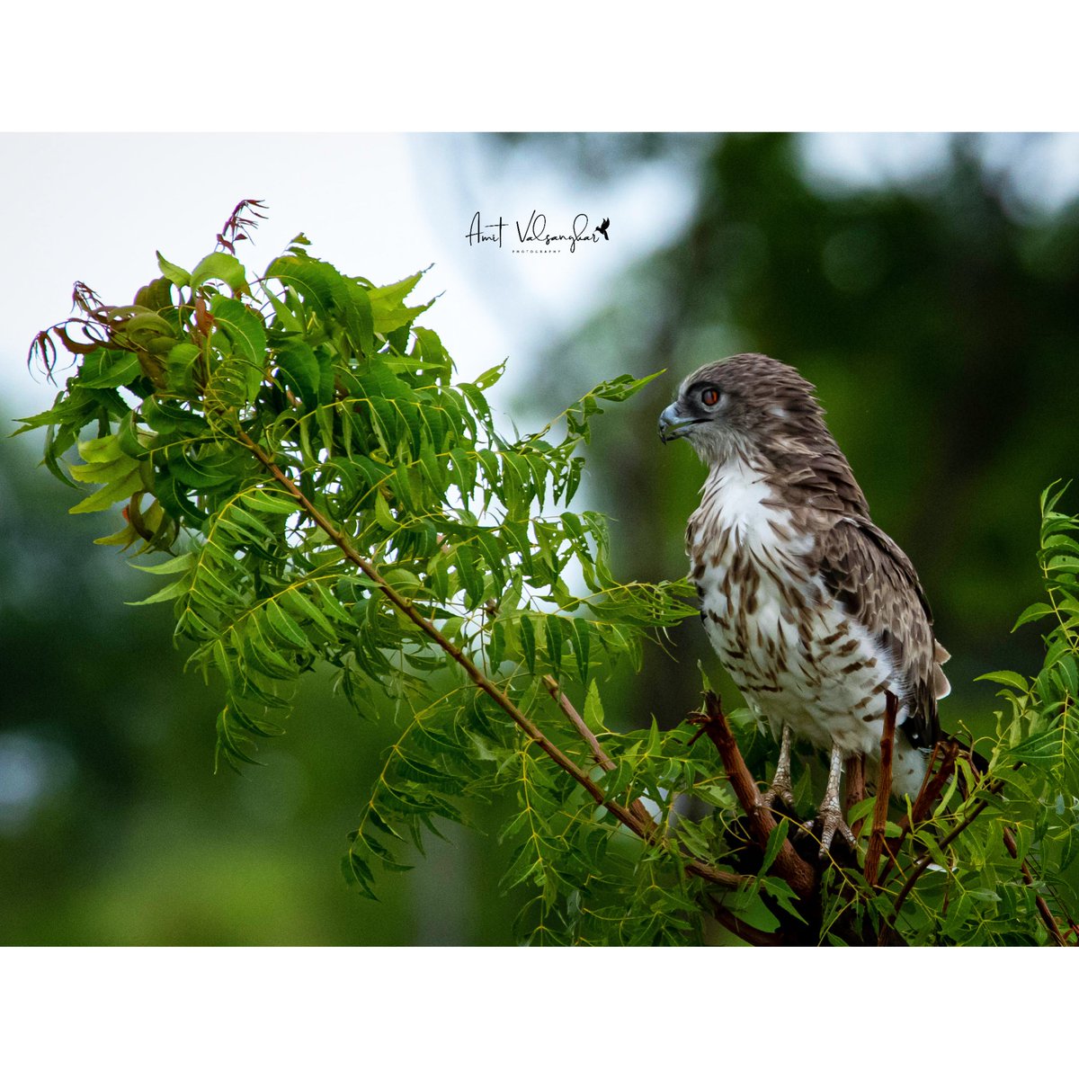 Short Toed Snake Eagle #IndiAves  #TwitterNatureCommunity #BBCWildlifePOTD #grasslands #stse #shorttoedsnakeeagle  #ThePhoto  #natgeoindia #discoverychannel @tgtrustindia #habitat @BBCEarth #Eagles  @PLANETEARTH @AnimalPlanetIn #nature @AnimalPlanet #DiscoveryPlus @WildlifeMag