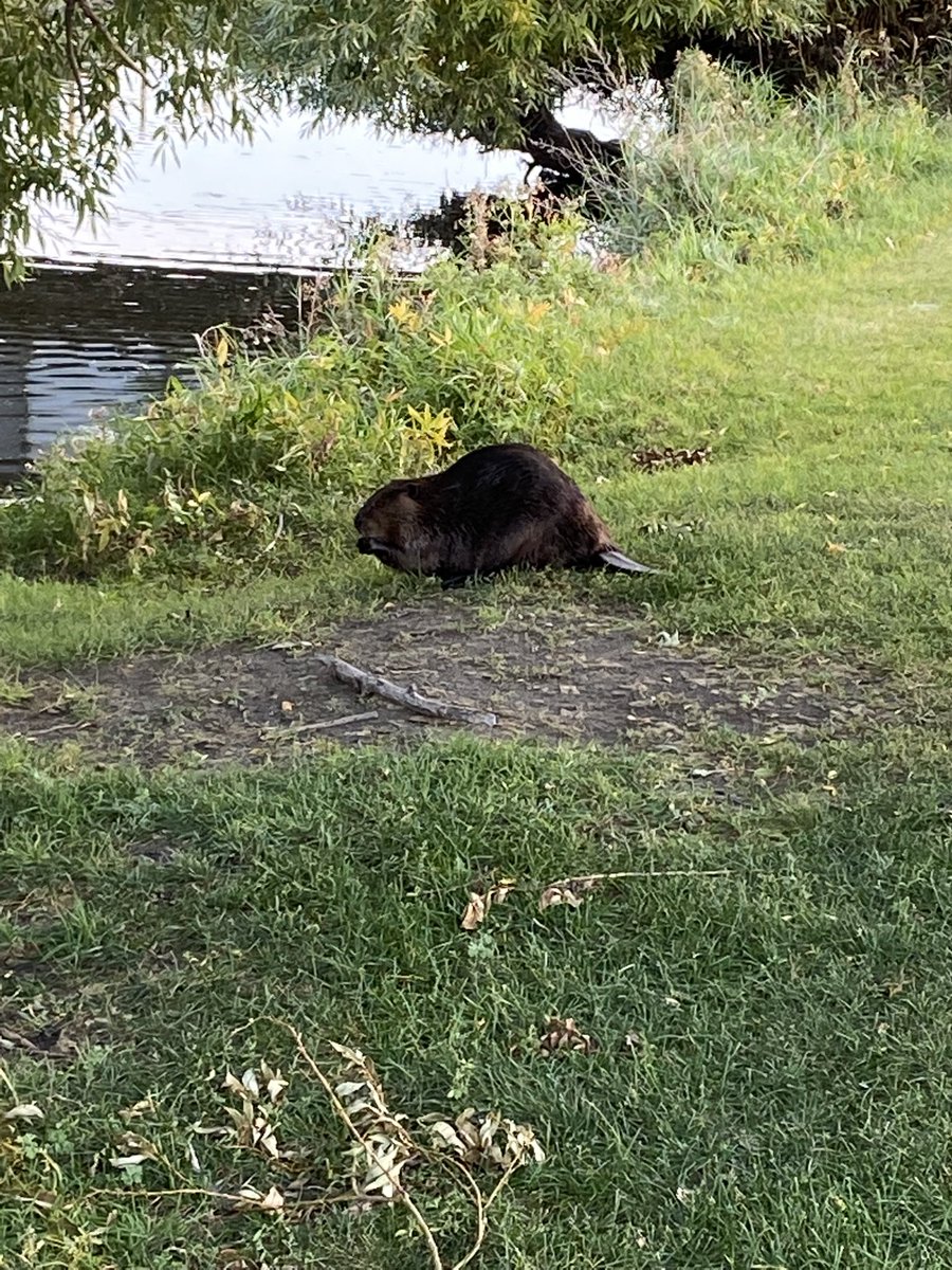 RobinHDunlop's tweet photo. The gallery on hole 13 seems busy. #AddictedToGolf https://t.co/WRZEeSE3zJ