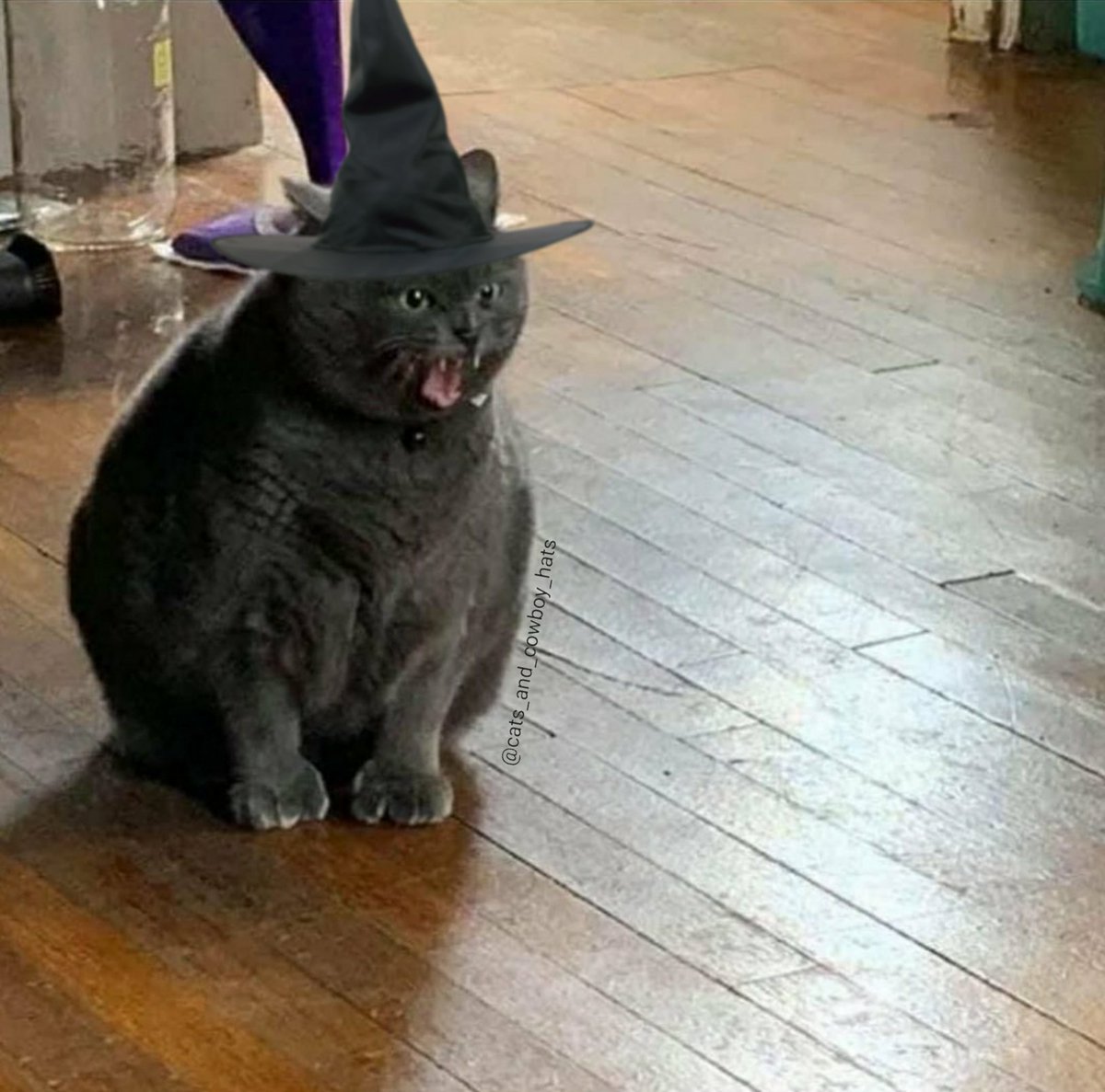 Cats And Cowboy Hats (@cowboycats) on Twitter photo 