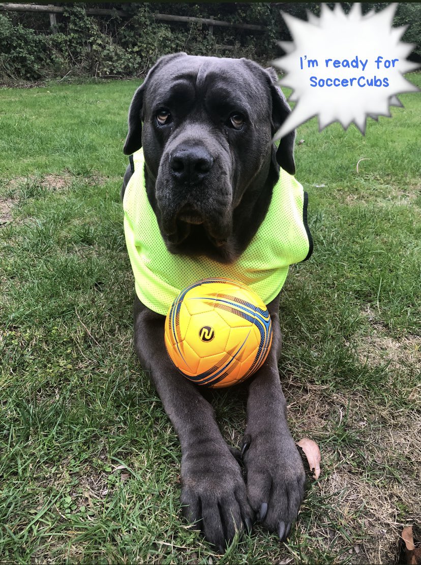 SportscoolR's tweet photo. COME AND JOIN THE FUN AT SOCCERCUBS!!! ⚽️🤩⚽️

#preschool #nursery #football #footballfun #footballskills #fun #children #sportscoaching #hornchurch https://t.co/wxtRrs74FZ