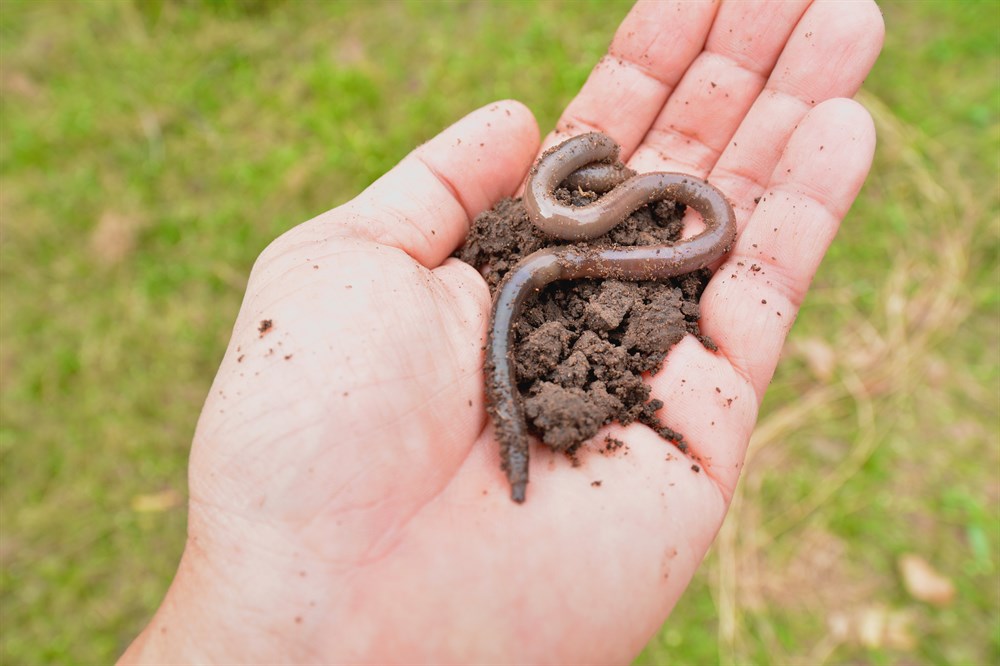 BackyardBella's tweet image. Does Dish Soap Kill Earthworms?
#lawncare #backyard #worms #earthworms #pests #wildlife #grass #garden #turf #LawnDIY #DIYlawncare #lawn
Read the full article
👇👇👇👇👇👇👇👇

backyardbella.com/lawn-care/does…