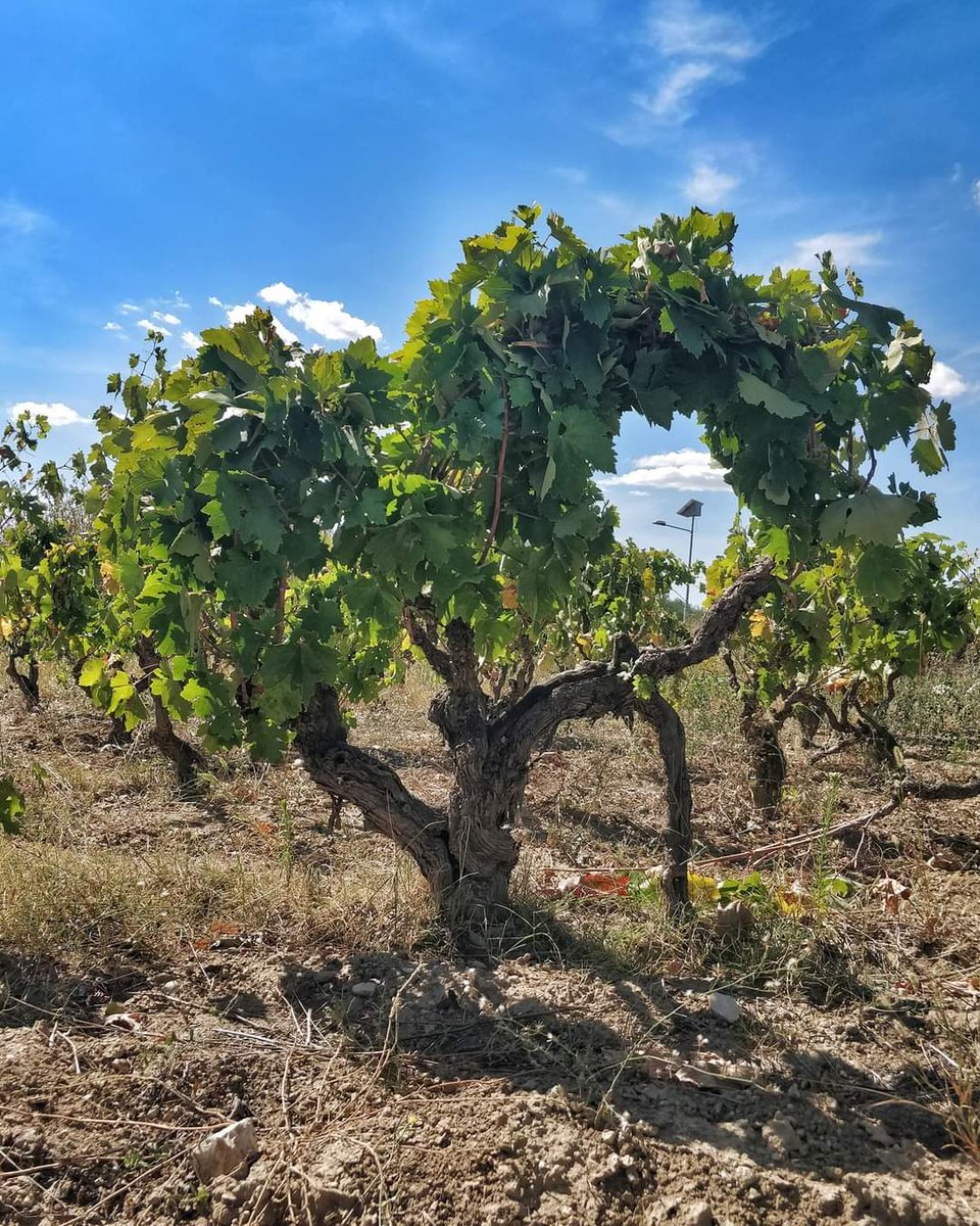 scuderia_italia's tweet photo. È da questi alberelli di Primitivo di oltre 70 anni che nasce il primo vino rosso della linea Scuderia Italia BIO, frutto della collaborazione con il grande enologo e caro amico Fabio Mecca @FabioMecca https://t.co/R4Yn7iin1J