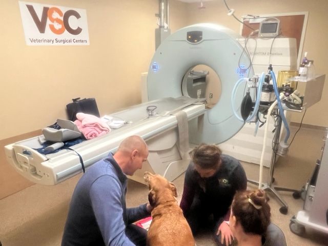 Last week, K9 Roxie visited <a href="/VSCVets/">VSC Vets</a>, where <a href="/DrMattBrunke/">Dr. Matthew Brunke</a> did a CT scan and administered her first epidural injection for LS disease. If you would like to make a donation, please visit fundraise.givesmart.com/vf/PAWSPACK/te…. Thank you for allowing us to help dogs in our program like Roxie.