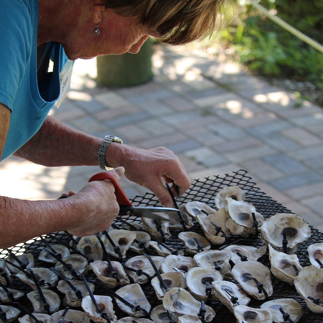 Florida Oceanographic Society (@floceanographic) on Twitter photo Stop by <a href="/Conchy_joes/">Conchy Joe's Seafood</a> Oct. 12, 5-7 pm to celebrate Oyster Month and help make oyster mats for our Living Docks program. Stay for a meal/drink and support our partners at Conchy Joe’s.
#floridaoceanographic #florida #stuartfl #jensenbeach #treasurecoast #discovermartin #research Stop by <a href="/Conchy_joes/">Conchy Joe's Seafood</a> Oct. 12, 5-7 pm to celebrate Oyster Month and help make oyster mats for our Living Docks program. Stay for a meal/drink and support our partners at Conchy Joe’s.
#floridaoceanographic #florida #stuartfl #jensenbeach #treasurecoast #discovermartin #research