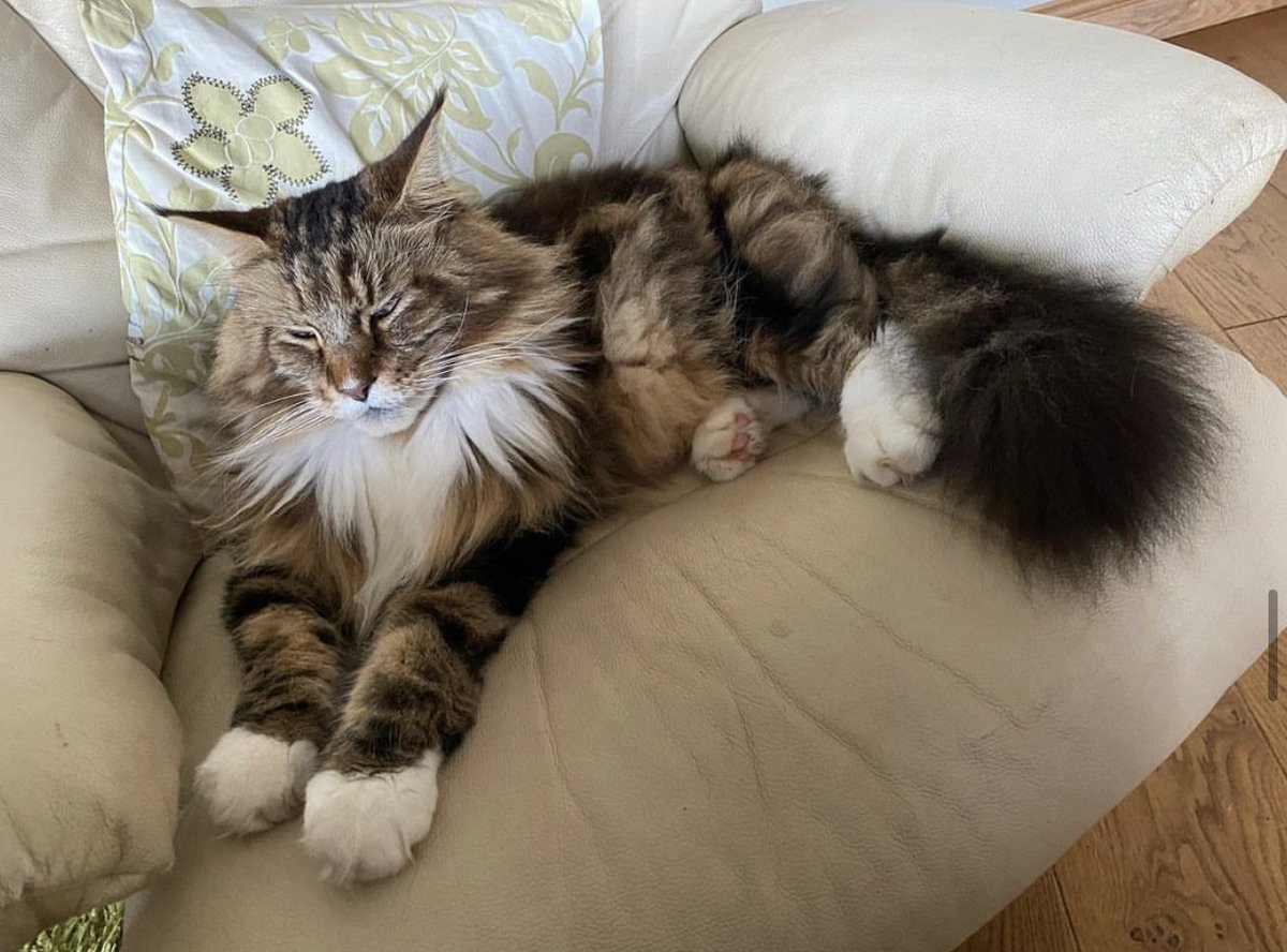 jfap69's tweet photo. Rufus vanished two weeks ago.
07361 583407 for any information
Substantial reward on offer for any information leading to his recovery https://t.co/3JTvJM06Bi
