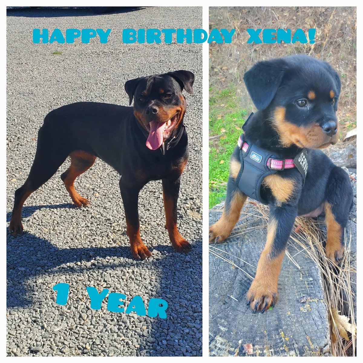 Clayrabbit555's tweet photo. HAPPY BIRTHDAY XENA! You have been one hell of a dog and amazing protector of my girls! Not one worry when your around! ๐๐๐
#Rottweiler #birthday #throwthatball #XenaRotty https://t.co/2EAcqlgqz7