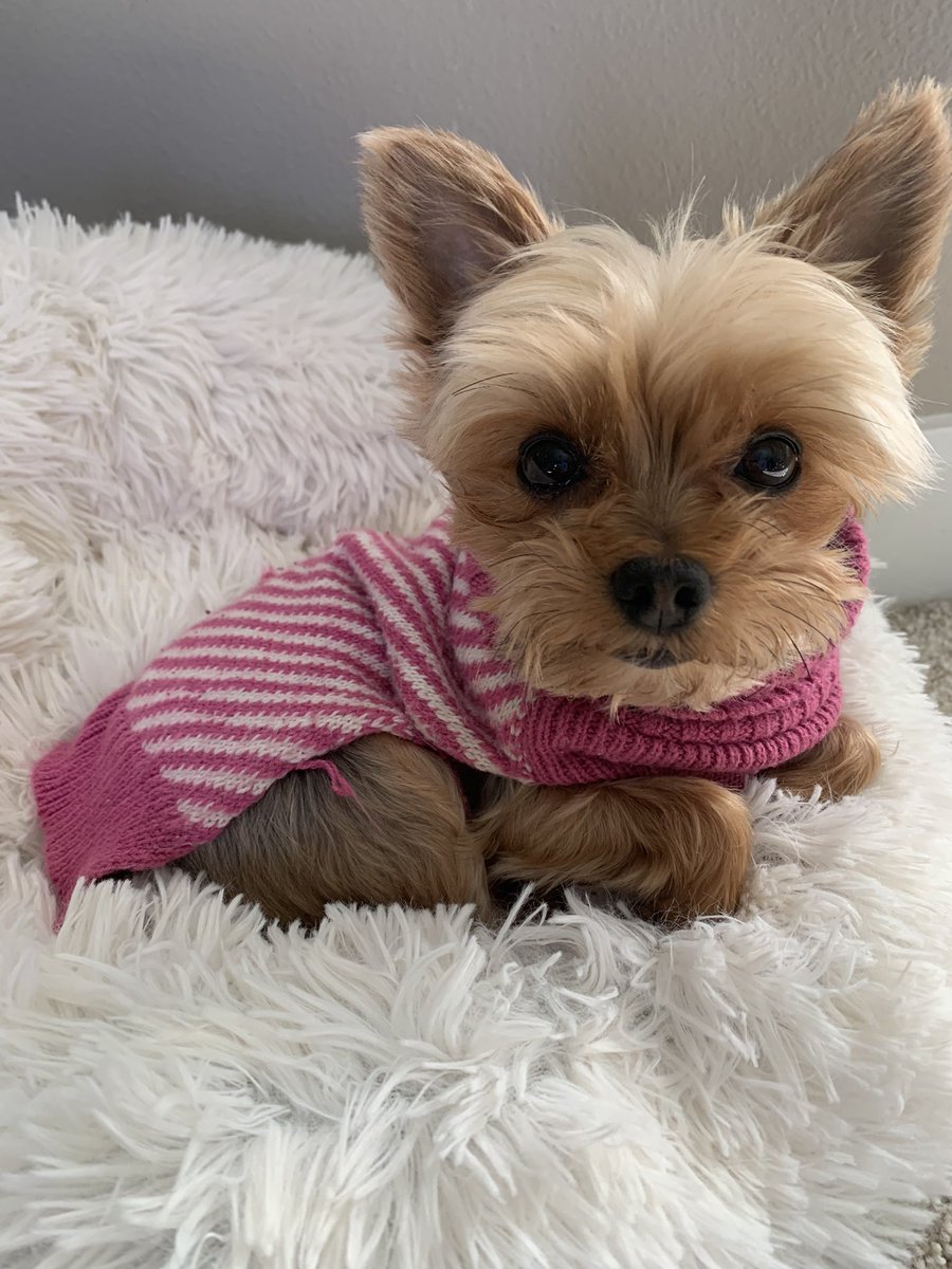 Jazzy was rocking her sweater this morning 🥰