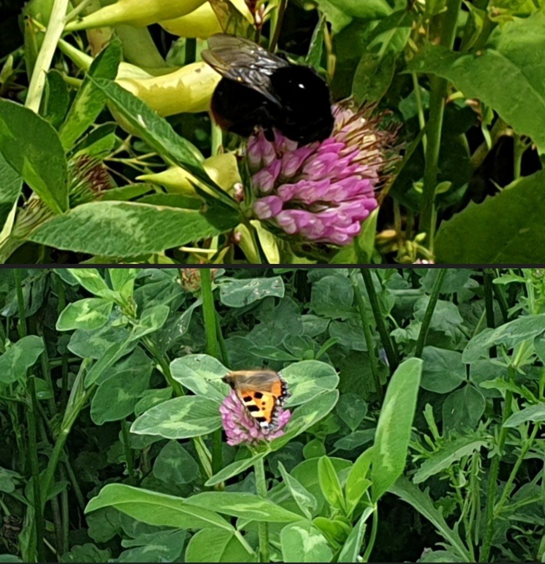 PlacetoBeeLTO's tweet photo. Boeren en tuinders 👨‍🌾👩‍🌾 zorgen goed voor alle dieren🐄🐑🐐🐖🐔, groot én klein. Van het voedselaanbod 🌸🏵🌼 voor de #wildebijen 🐝🐝 profiteren oa ook #vlinders 🦋🦋 #boerenerf #biodiversiteit #dierendag #fotochallenge https://t.co/68ffhLutEU