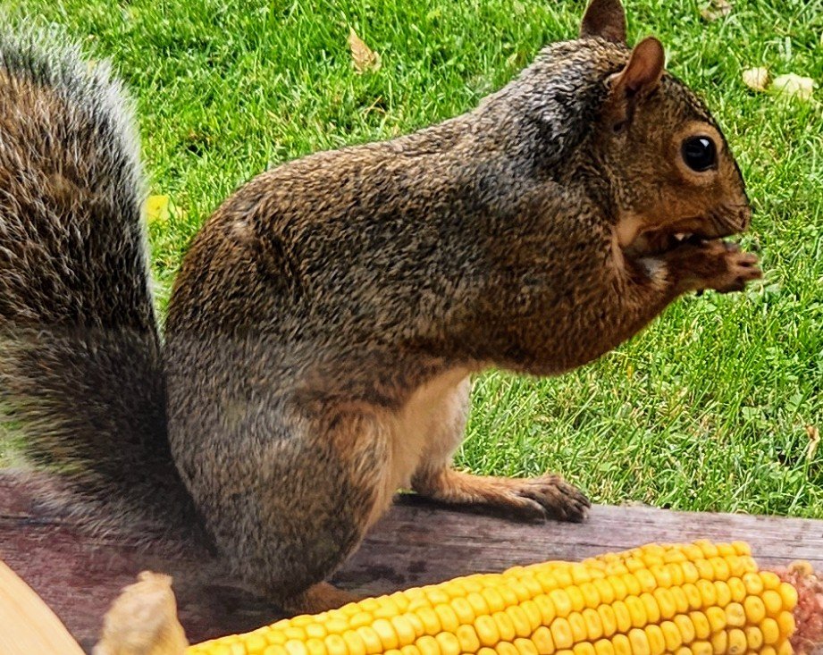 MeganRenaFox2's tweet photo. Loving ❤️ on some corn!#Cornt https://t.co/WnqbOigH4E