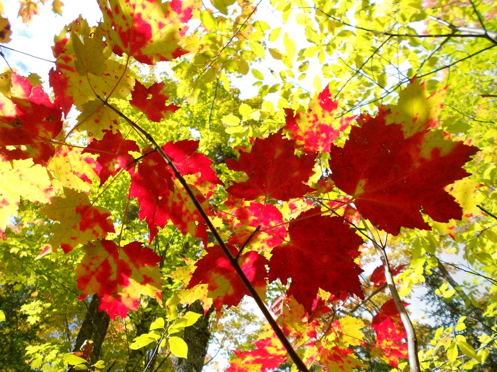 BostonCentral's tweet photo. Long weekend alert! After this rather dreary week of weather, we are looking ahead to some bright blue October skies, and a fun weekend of events and activities. Blue skies and cider donuts ahead! https://t.co/GwhC1E4tIL https://t.co/6E4AYq8XHW
