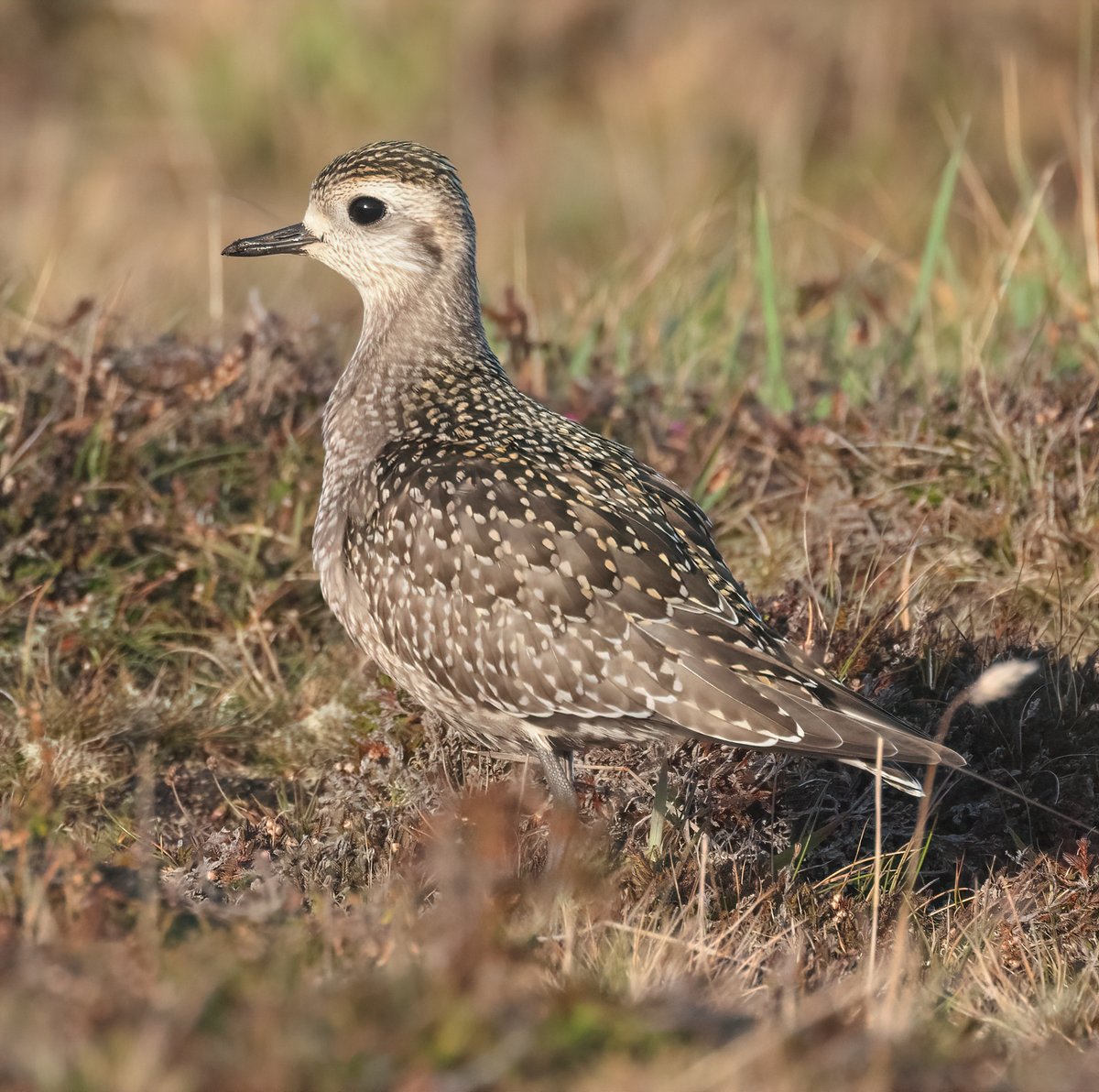 Very pleased to catch up with the American Golden Plover @FI_Obs today, found by @Georgia_Platt_ a couple of days ago and finally pinned down by @SteveArlow today. Showed beautifully in the afternoon sunshine!