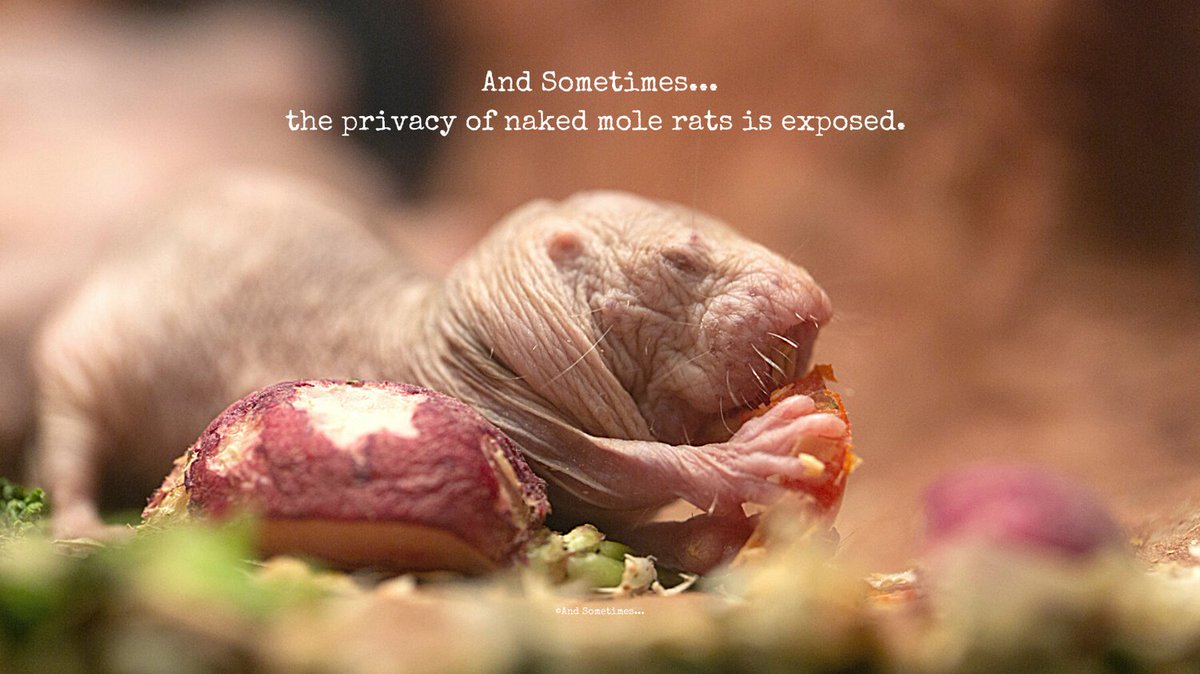 AndSometimes__'s tweet photo. And Sometimes...the privacy of naked mole rates is exposed.

And...have you ever wondered if a zoo is a voyeur's paradise?

#andsometimeskids #andsometimes #kids
#kidssaythedarnestthings #funnythingskidssay #donnotlook
#nakedmolerat #worldanimalday #zoo https://t.co/1U861mZ8u6