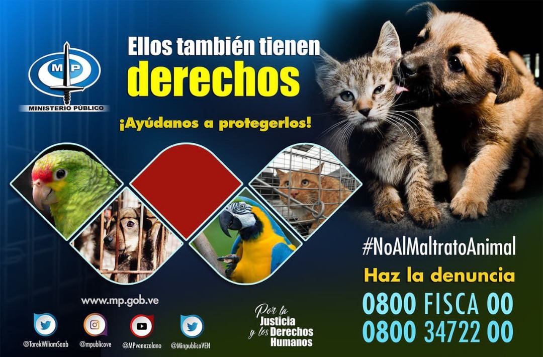 moramaldonado's tweet photo. No seas cómplice de la violencia contra los animales y DENUNCIA cualquier tipo de #MaltratoAnimal https://t.co/O2stncWj9K