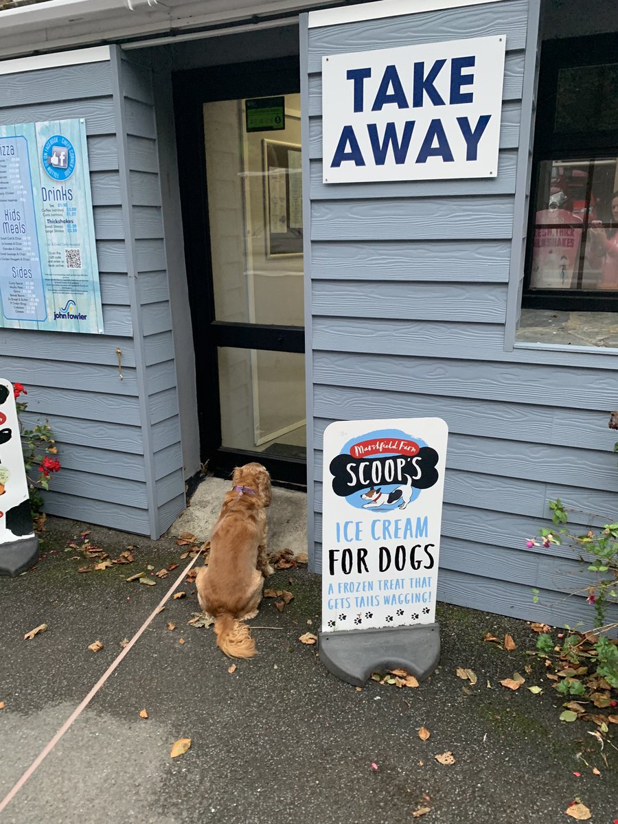 sallyhavard's tweet photo. Frankie waiting for a #takeaway #fishandchips #polperro #Cornwall #cocker #cockerspaniel #spaniel #kiligarth #johnfowler https://t.co/DPaBT7U3O4