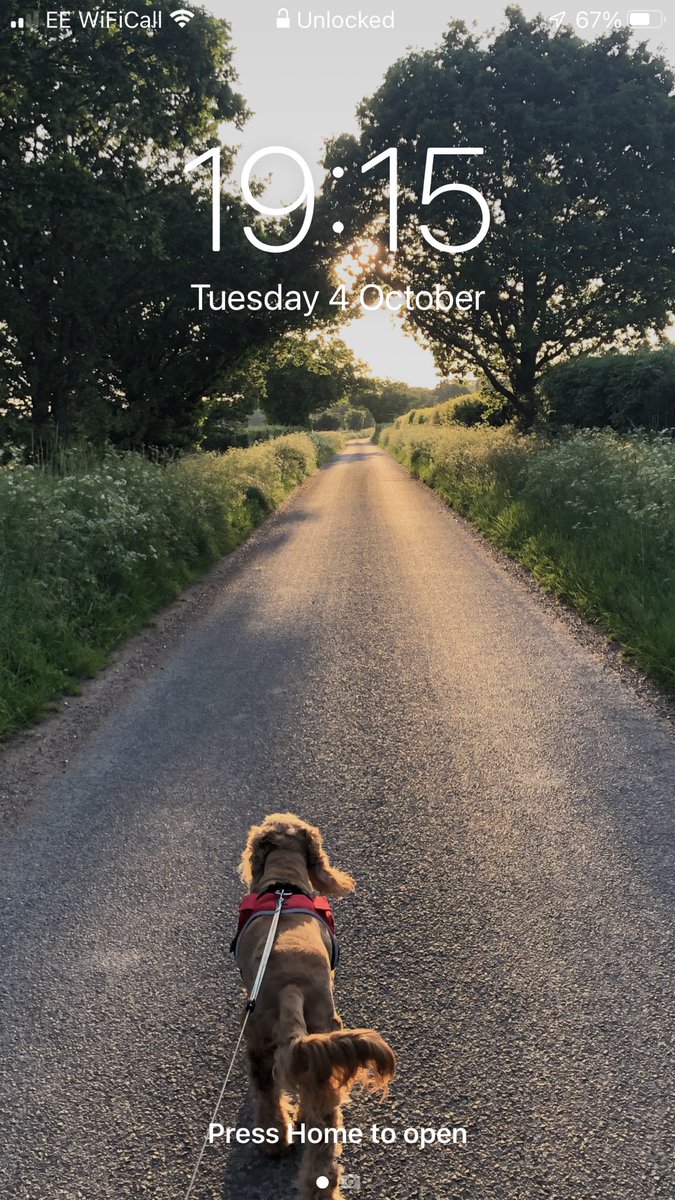 CelebrationOfDogs tweet media