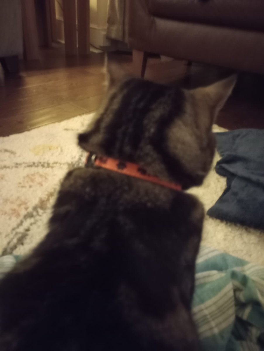 DrRosena's tweet photo. MISSING CAT:
Rudy, a large and very friendly tabby cat with an orange collar is missing from the Heaver estate between Bec and Balham. If spotted, please let @schellion know. https://t.co/FE5jcjeUhb