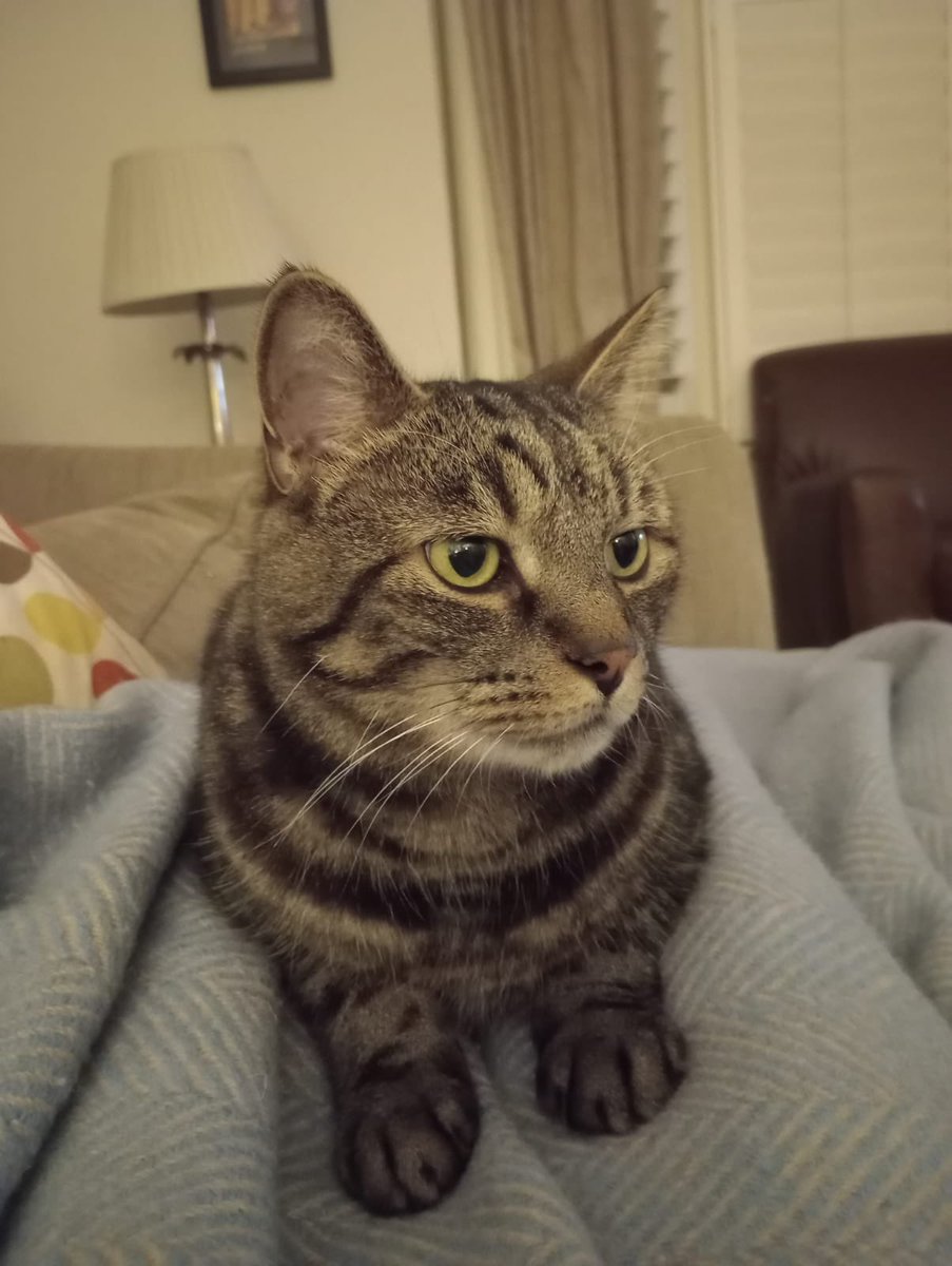DrRosena's tweet photo. MISSING CAT:
Rudy, a large and very friendly tabby cat with an orange collar is missing from the Heaver estate between Bec and Balham. If spotted, please let @schellion know. https://t.co/FE5jcjeUhb