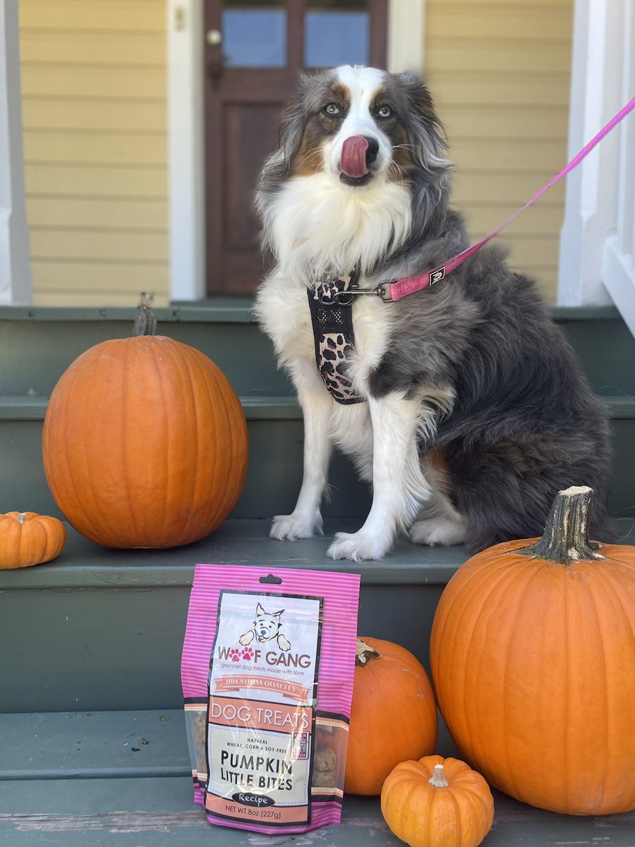 _LayneT's tweet photo. @WoofGangBakery 🥰🎃 #TongueOutTuesday https://t.co/XwpPuUBO38